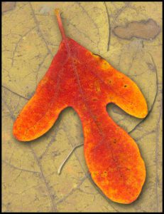 Bryce Download - Autumn Leaves Resource Pack